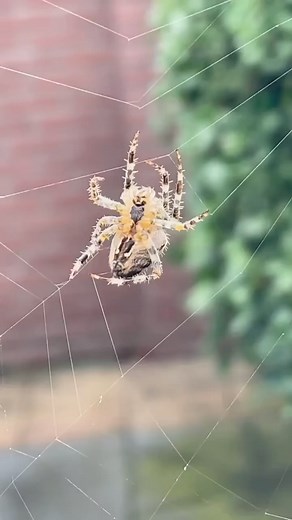 27 reactions | Isn't this beautiful? Hardworking spider. Please do...