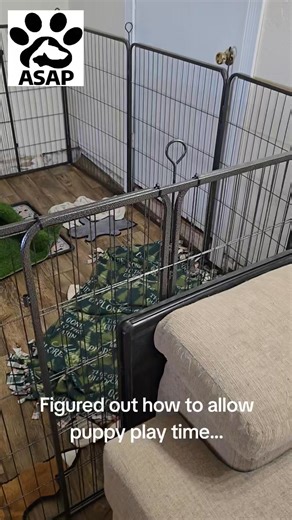 With the use of some panels from our outdoor kennels, we figured out a way to allow mom and pups to get some play time every day. Mom has come pretty far into the room, to check things out. Just needed a little guidance... #fosteringsaveslives #puppies #dogrescue #puppylife | ASAP - Abilene Stray Animal Program