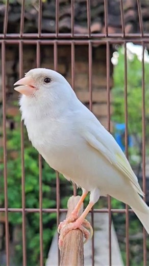 white canary that sings melodiously | bird noises #animals #birds #funnyanimals