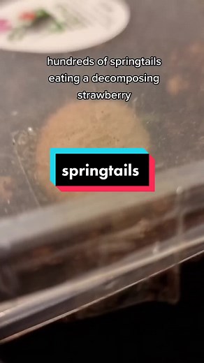 Feeding Guide for Springtails in Bioactive Terrariums