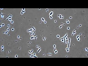 Bacteria in phase contrast