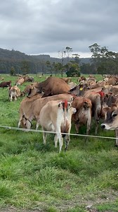 125K views · 6.3K reactions | These girls will have heifer calves if they get in calf tomorrow | Alo Vera The Jersey cow | Facebook