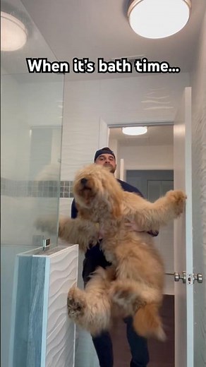 Doggy bath time struggle… #goldendoodle #doggrooming #funnydogs