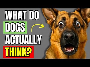 What Does Your Dog REALLY Think When You Talk to Them?| Dog Behavior Explained
