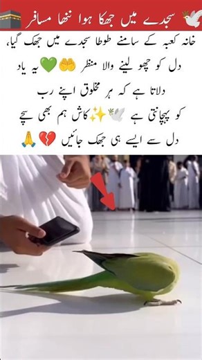🕊️ A Tiny Bird in Prostration Before the Sacred House 🕋#shorts #shortsviral #birds