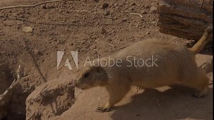 This video shows a prairie dog walking over to join a group of fellow prairie dogs on a sunny day.