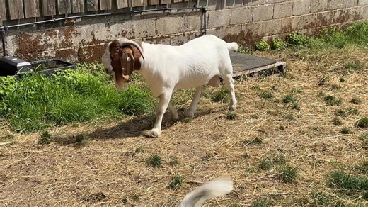 Pacifica genetics doing their stuff. These beautiful bucks born at Hornets Farm UK | Pacifica Boer Goat Stud