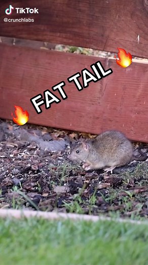 Fat Tail vs Phat Gus: Epic Squirrel Showdown!