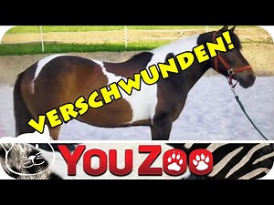 Verschwundene Pferde I Pferd vermisst - die tragische Geschichte