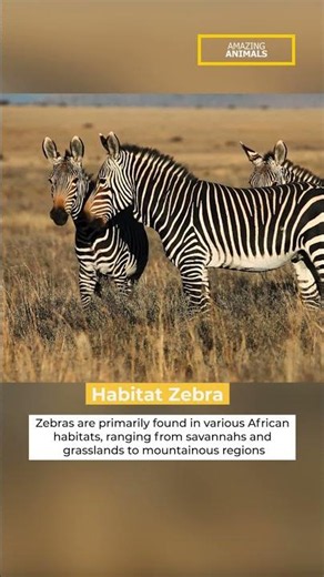 Zebra. Where do Zebras live? Fun facts about Zebras. #animals #wildlife #amazingfact