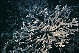 Acropora pulchra - Alchetron, The Free Social Encyclopedia