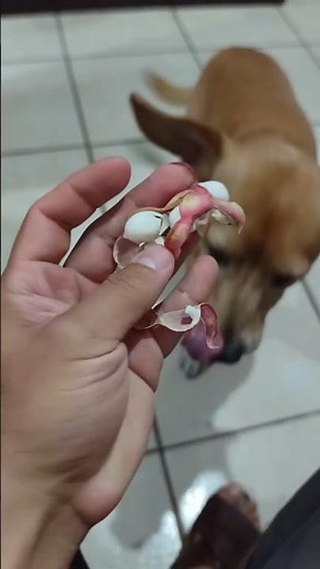 The dog that eats guamuchiles or pinzanes #exoticfruits #exoticfruit #guamuchiles #pinzanes #dogs