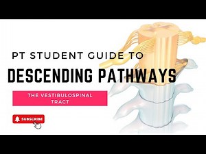 The Vestibulospinal Tract Explained! Everything you need to know as a PT or PTA student.