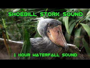 Shoebill Stork Sound | Waterfall and Bird Sounds