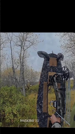 perfect shot of mosse hunting with bow#archery#bowhunting #moose#hunting#chase#deer