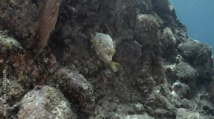 Reef fishes from the Sea of Cortez, Mexico.
