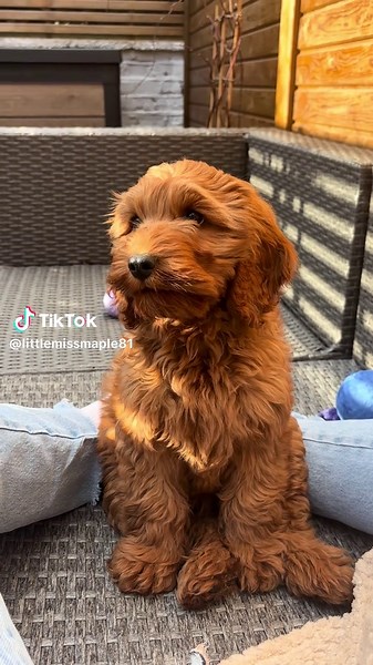 Adorable Cockapoo Puppy Moments