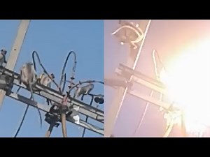 Monkeys Electrified: A Deadly Accident on Power Lines