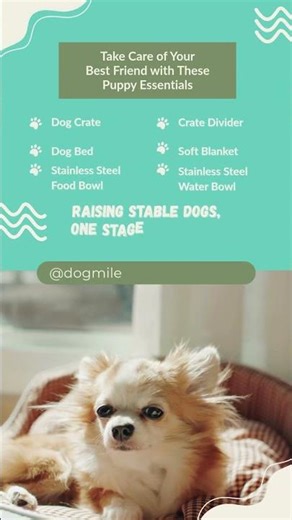 New Puppy Must Haves List | Everything Your Dog Needs | Shopping Essentials 1