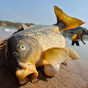 928K views · 4.9K reactions | Unbelievable technique fishing video river dry place underground catching big stuck golden carp fish #fishing #video | Fisherman Animal Lover-Original | Facebook