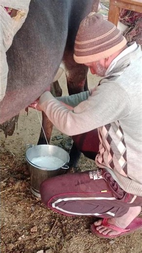 गौ माता की कृपा 🌸🤍💫🙇🏻‍♂️ 💀😂 #🎂要怎麼不經意的讓另一一半看到這篇文👀 儀式感滿滿🈵🔜蛋糕小熊蠟燭旋轉褸盒🕯️ 嘿~閉上眼睛～許個願吧✨ 希望你的願望會實現 （偷偷按下機關