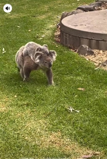 🐨 How good is THIS ??. Courtesy of Danielle filming this awesome site last night at the markets in Appin 🙌 With her Joey & all poor Dear 🥰 | Derek J Stone