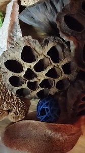 Lot of Seven Dried Lotus Flower Pods | Decoration | Crafts | DIY Projects - Etsy