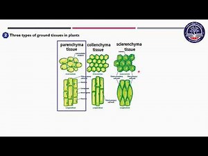 Grade 10 Bio, Chapter - 1, 1.3.4 B (Part 10)