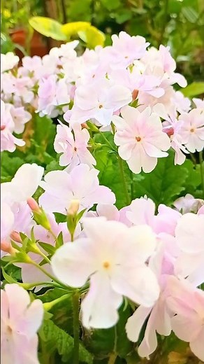 日本さくらそう…花文様 #桜草 #プリムラ #gardening