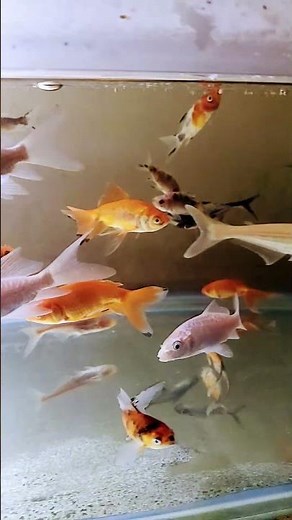 #animals #nature #tranding #viral #fishtank #reels #fishpetfun #aquarium #flowers
