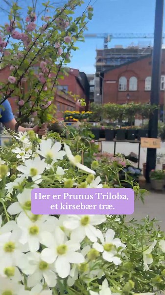 🌸 Prunus triloba – Et kirsebærtræ med wow-effekt Bladene falder smukt som på Kastellet, og blomsterhovederne er helt fantastiske – fyldige, bløde og lyserøde som små pomponer. Prunus triloba er et dekorativt forårstræ, der giver ægte japansk stemning til haven eller gårdmiljøet. 📍 Find det hos UG Blomst, Southamptongade 2, Nordhavn – eller kontakt os for levering på 45 3169 0012. #PrunusTriloba #Kirsebærtræ #JapanskStemning #UGBlomst #Nordhavn #Forårsblomstring #Haveglæde 🌸🌿