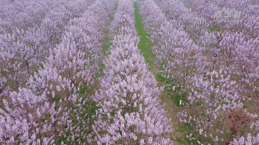 “焦桐”花开 兰考换新颜-河南融头条