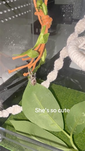 Jumping spider poop 🤣