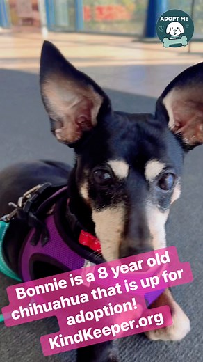 ￼Adopt Bonnie! | Kind Keeper No-Kill Animal Rescue