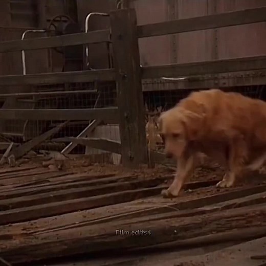 Nostalgic Film: The Incredible Journey of Shadow the Dog