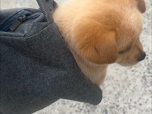 手提狗包出门溜溜