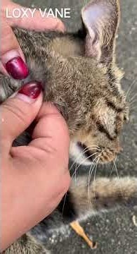 Cat Fleas Removal 🐱🐾 | Watch This Satisfying Flea Cleanup from Start to Finish! #Shorts