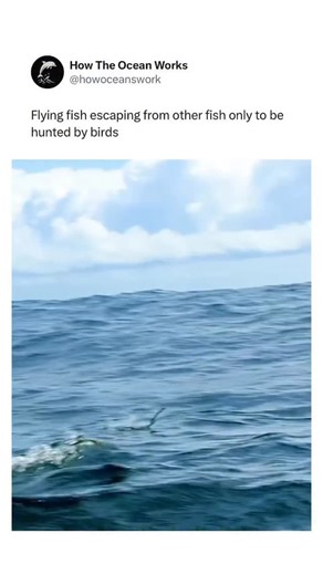 How The Ocean Works on Instagram: "Flying fish are remarkable creatures equipped with enlarged pectoral fins that act like wings, allowing them to burst from the water and glide impressive distances above the surface. This ability begins with rapid tail-beat acceleration, propelling them fast enough to break through the waves and extend their fins into aerodynamic gliders. While this aerial escape helps them evade underwater predators such as tuna and dolphins, it places them in a new realm of d