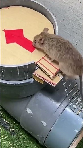 Easy mouse trap The best mousetrap from cardboard #rat #mouse #mousetrap #rattrap