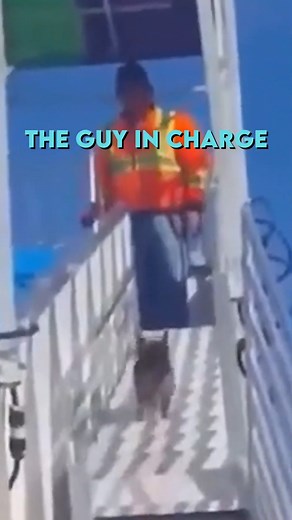 1.6M views · 73K reactions | Doggo enjoys slide #dog #reelsviral #reelsfb #puppies #dogs | Hello Motion | Facebook