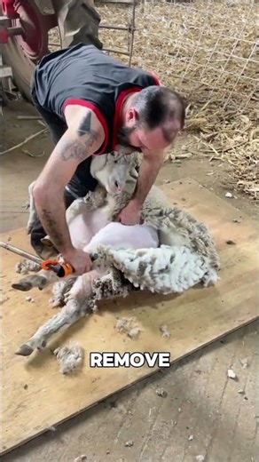 The Secret Inside Sheep Wool