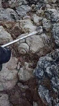Fossil of a large gastropod in the mountain #fossilhunting #findingfossils #fossils