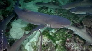 A close-up of sharks swimming near coral formations, capturing the essence of underwater silence. Cocos Island, Costa Rica.