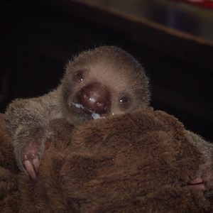 33K views · 1K reactions | This is the tiniest milk mustache you'll ever see. #SlothBabyChronicles | Brevard Zoo | Facebook