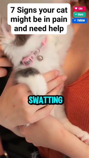 2K views · 26 reactions | Signs Your Cat Is in Pain and Needs Your Help | All about cats | Facebook
