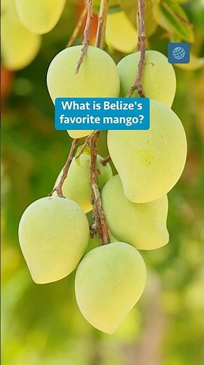 What is Belize's favorite mango?