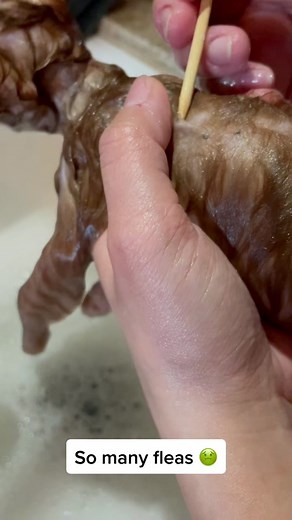 Effective Flea Removal Techniques for Kittens