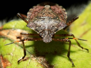It's Stink Bug Season In Illinois: How To Get Rid Of Them