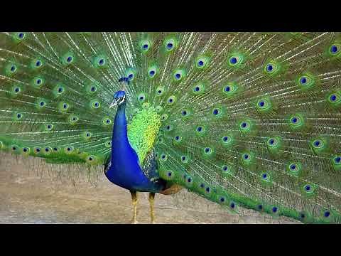 Seasons in Brazil: Temperature and Climate by Month