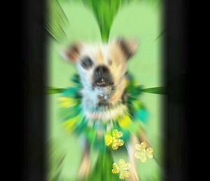 Happy St Patrick’s Day from my three Lucky Charms. Muahs and clovers. | The Pawmazing Crew